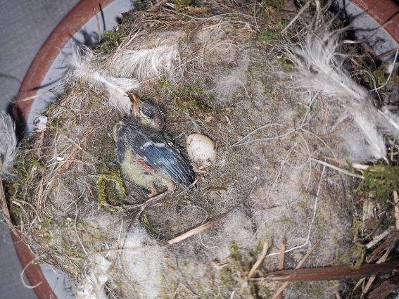Nest Blaumeisen
