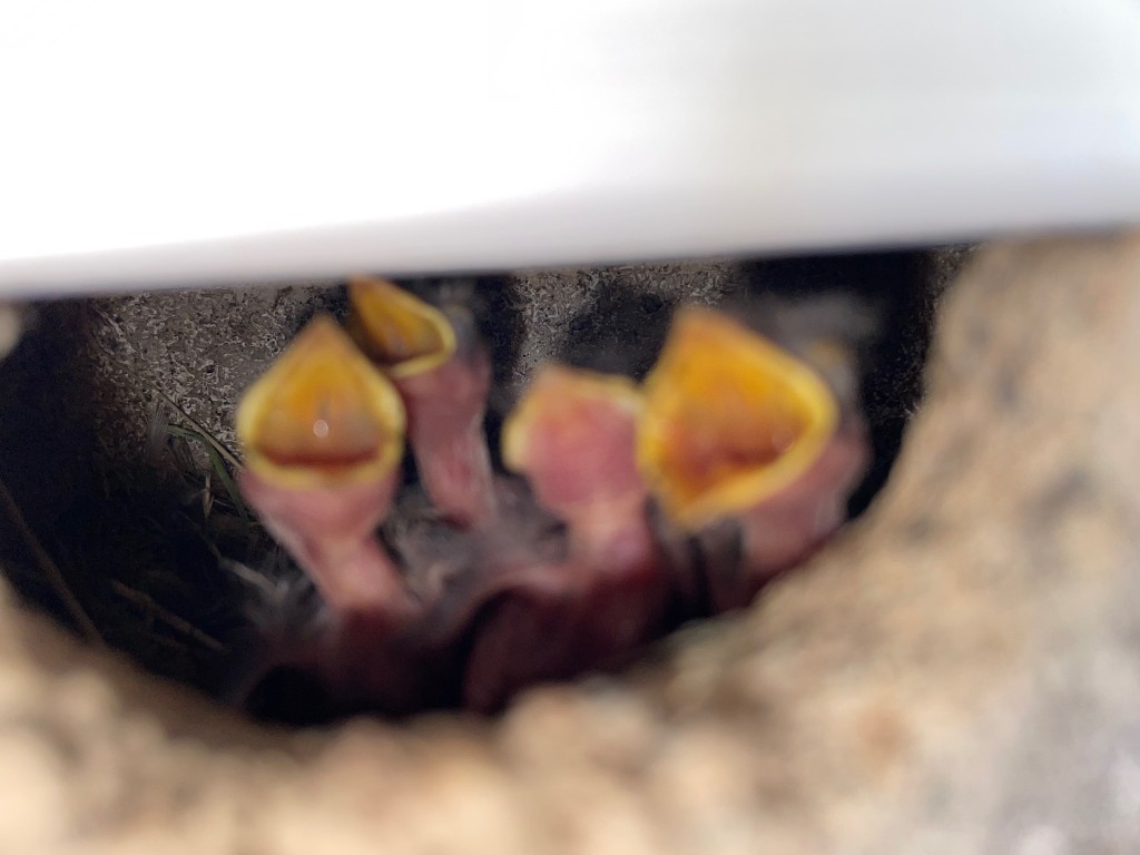 Hier lagen zuvor fünf Eier im Nest,ob es auch fünf Küken sind ?