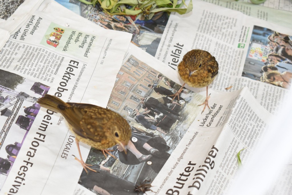 Der liest nicht die Zeitung! Es geht vielmehr um die richtige Einschätzung der Mahlzeit am unteren Bildrand. Frage: Wer ist wohl schneller?