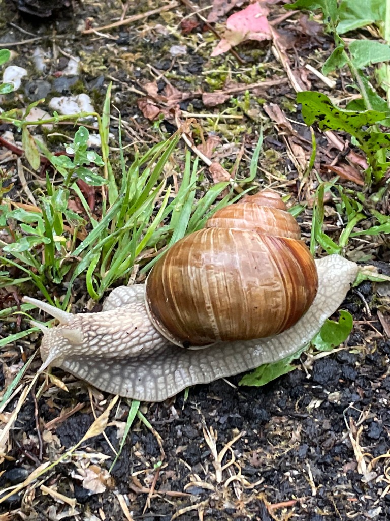 Da kommt auch die Weinbergschnecke wieder aus ihrem Haus