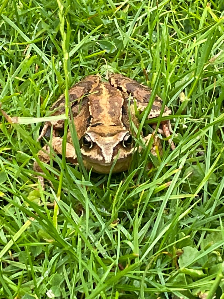 Grasfrosch vom Regen geweckt