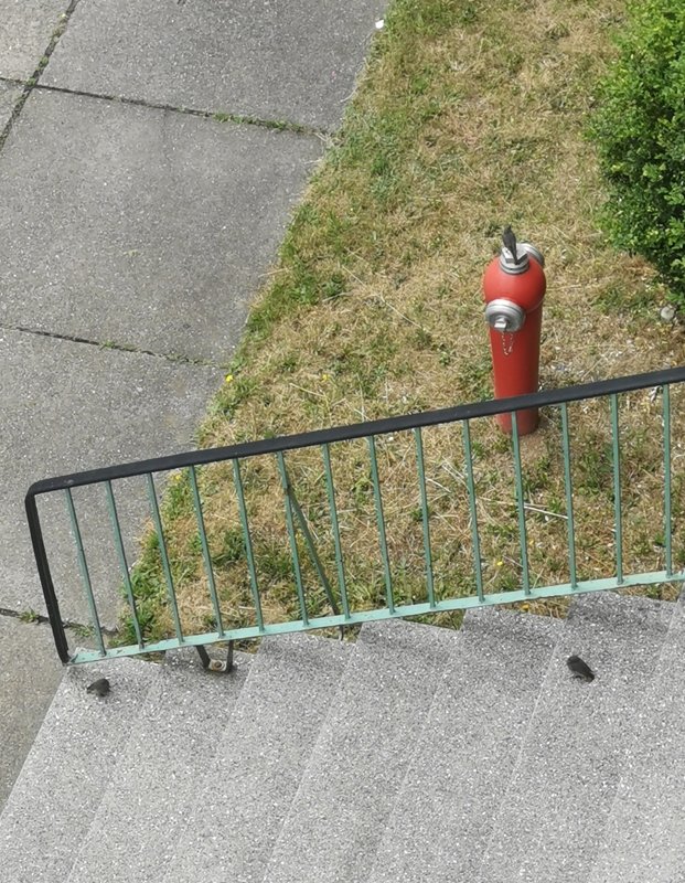 2 Junge auf Treppe und Weibchen auf dem Hydranten