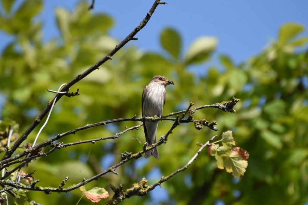 Altvogel im Anflug auf das Nest