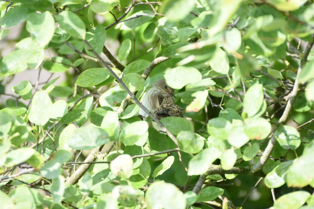 Fütterung, versteckt zwischen den Blättern der Felsenbirne