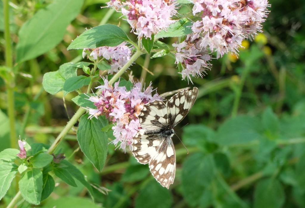 Schachbrettfalter