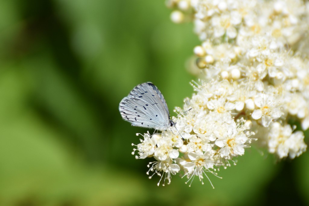 Als Vertreter der blauen Bläulinge dabei: Faulbaumbläuling. auch sein naher verwandter, der Hauhechel-Bläuling war unterwegs, wollte aber nicht für ein Foto stillsitzen