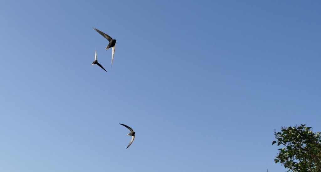 Segler Formation 01-23.JPG