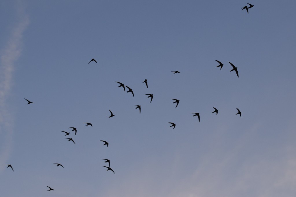 und zieht dann mit hoher Geschwindigkeit parallel vorbei