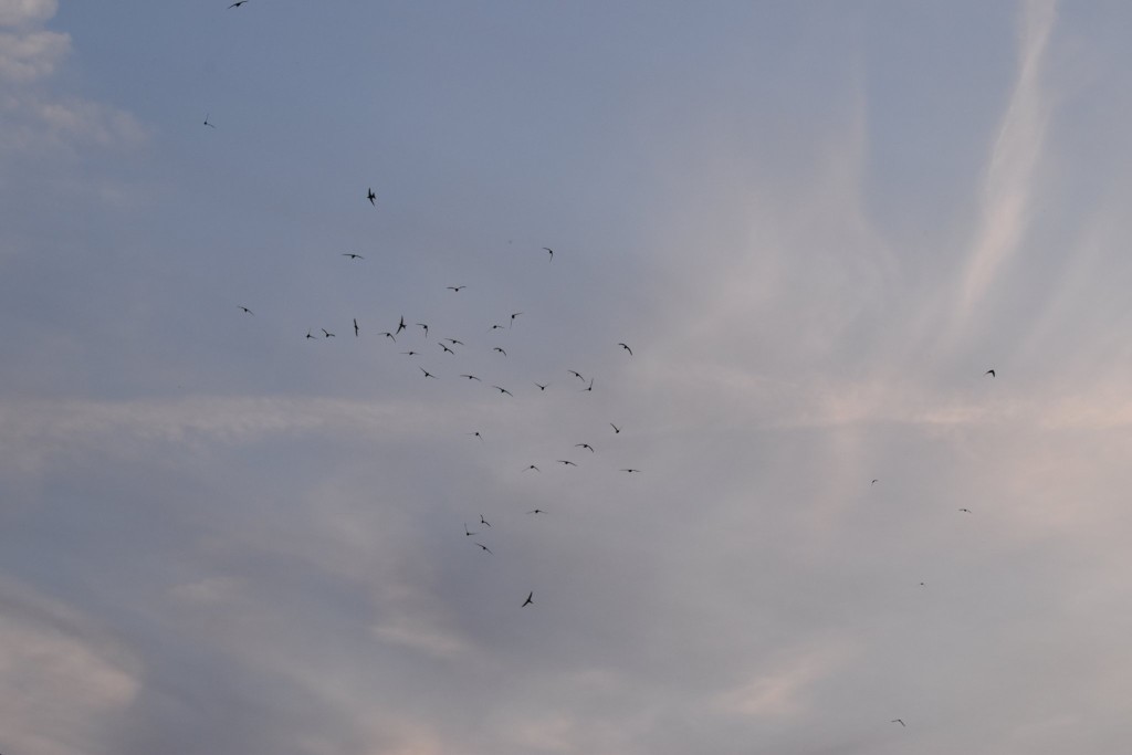 Auch hier trennt sich eine rufende Gruppe aus der größeren gesamtgruppe ab,