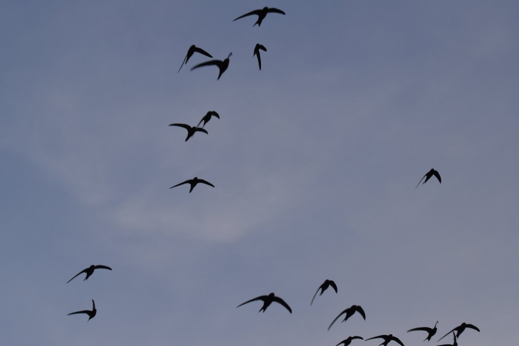 und viel zu schnell für die Kamera dicht vorbeisaust!