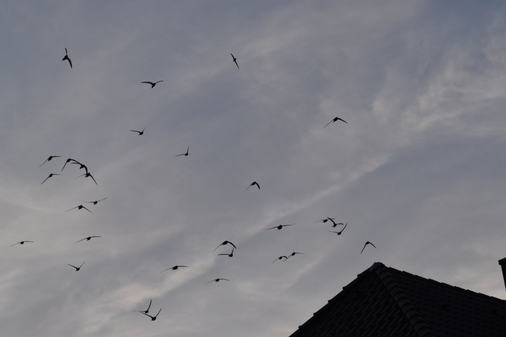...nun mit &quot;Kampfgeschrei&quot; auf das Haus losstürmt...