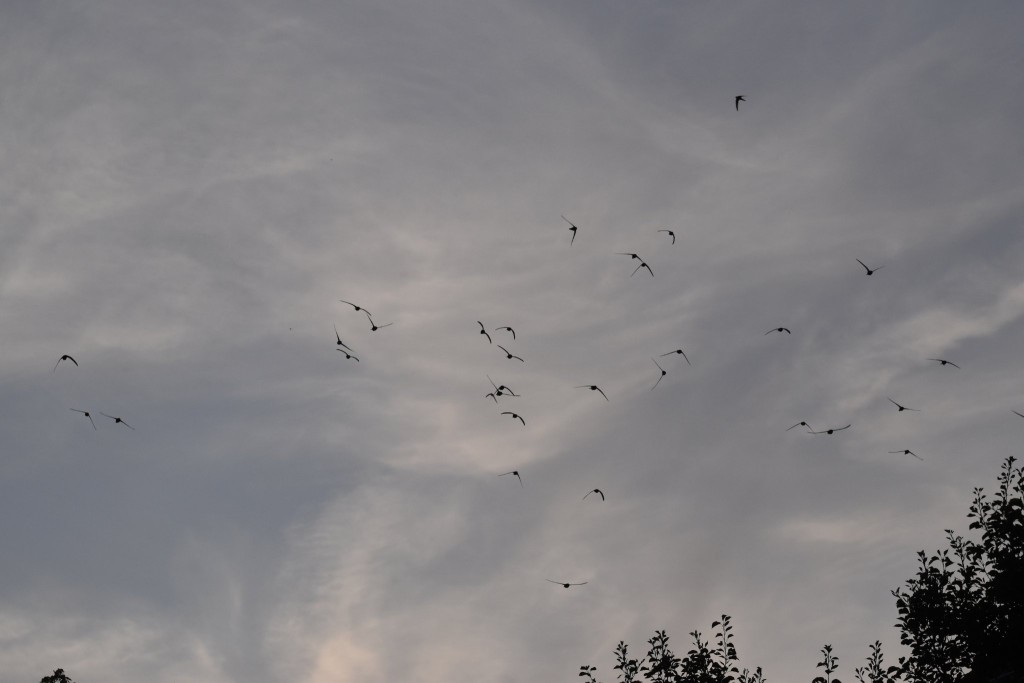 Es ist schon eindrucksvoll, wenn sich in der großen Zahl der Segler eine laut rufende gruppe formiert,...