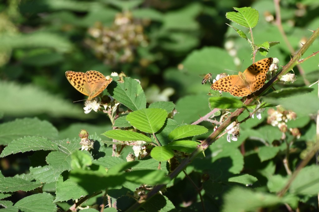 Zwei &quot;normal&quot; gefärbte orange-braune Weibchen. (Vom Männchen zu unterscheiden an den fehlenden dunklen Duftschuppenreihen auf den ersten vier Adern der Vorderflügel) Der Vergleich mit der Biene im Bild zeigt ihre imposante Größe