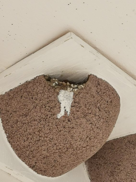 nest.jpg