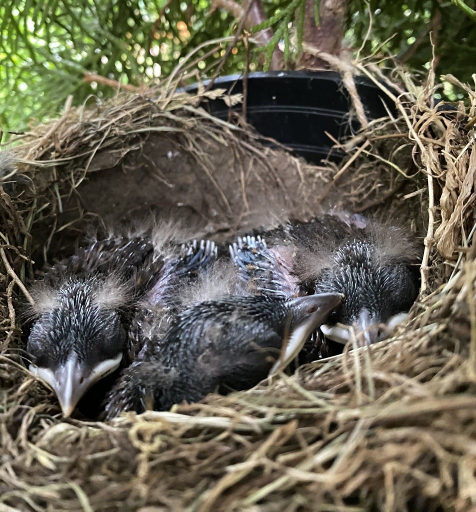 amsel-im-nest-8tage.jpg