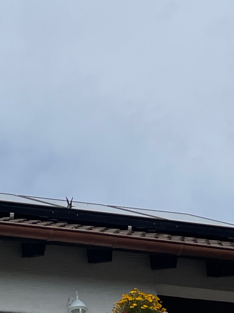 Gerade ( gestern ) ausgeflogene Mehlschw. hatte den Einflug zurück ins  Nest noch nicht geschafft.
