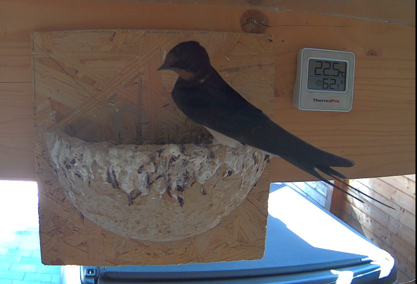 Letzte Kontrolle, ob auch alle aus dem Nest sind?