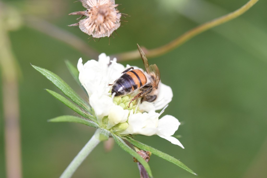 Wenig Hare auf dem Hinterleib. eine ältere Buckfast-Biene?