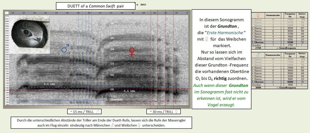 DUETT-Sonogramm-& Legende & Tabelle GE.jpg