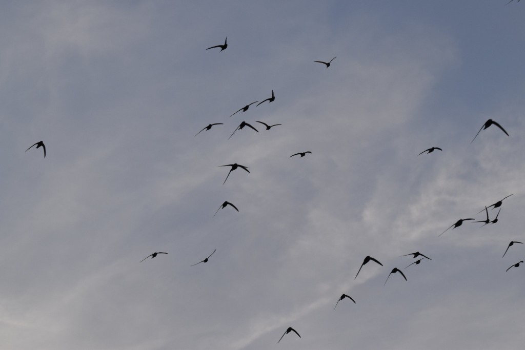DSC_0120.JPG (180.6 KiB) 1752 mal betrachtet Ein typisches, aber gleichzeitig besonderes Bild. Wieviele Segler ? (Es kann helfen, die Flügelspitzen zu zählen)