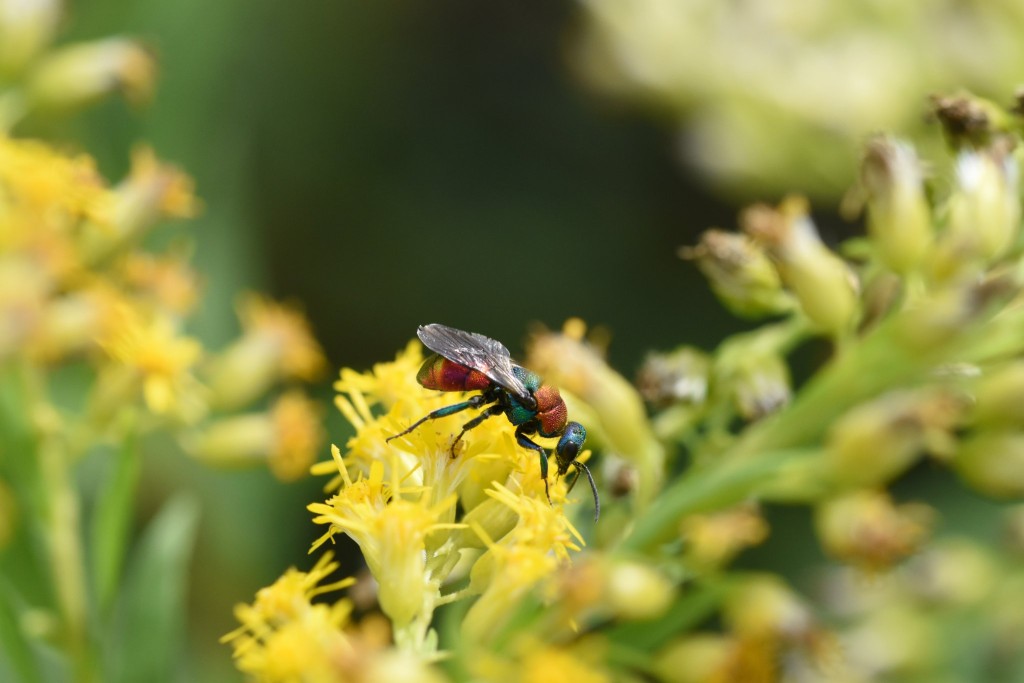 Sandgoldwespe. Bisher kannte ich nur die Gemeine Goldwespe, die hin und wieder im Bereich meiner Wildbienenhölzer auftaucht. Vorn blau-grün und hinten rot. Ein echtes Juwel, aber bisher immer viel zu schnell für mich und den Fokus meiner Kamera. Bei einem Spaziergang entdeckte ich auf einer Goldrute diese ruhigere und noch buntere Art.