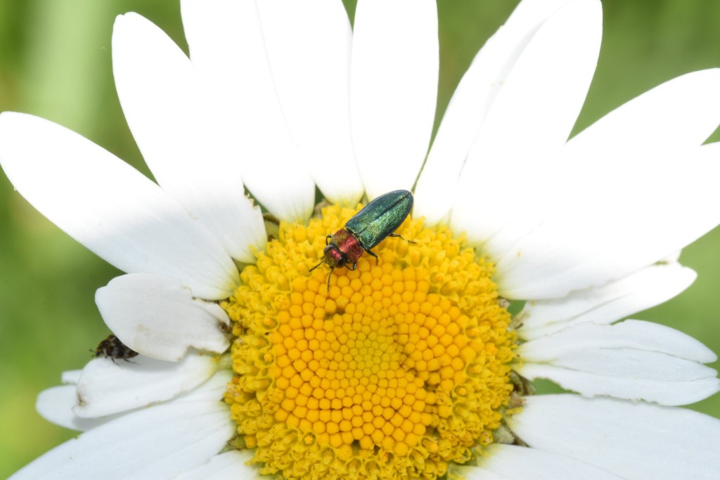 Weiblicher Pracht-Glanzkäfer, den ich zufällig im Garten entdeckte. Die Blütenblätter der Margerite zeigen im Vergleich, wie klein die Dame wirklich ist.