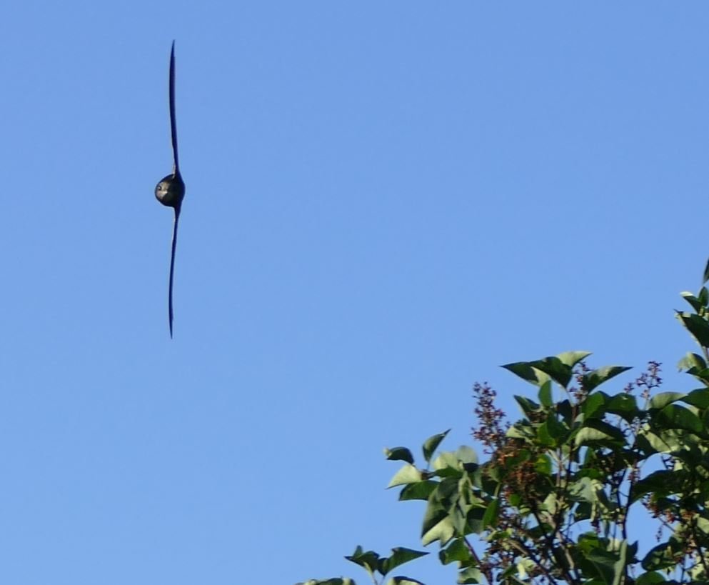 segler im flug.JPG