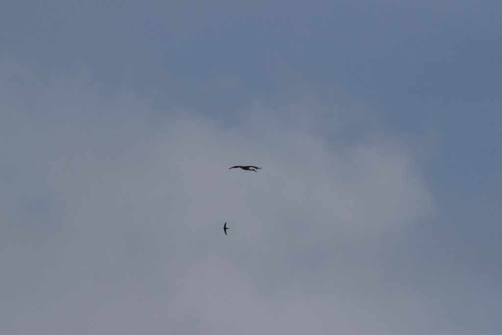 DSC_0936.JPG