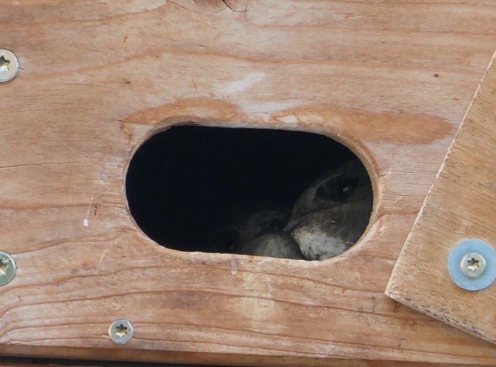 segler im kasten.JPG