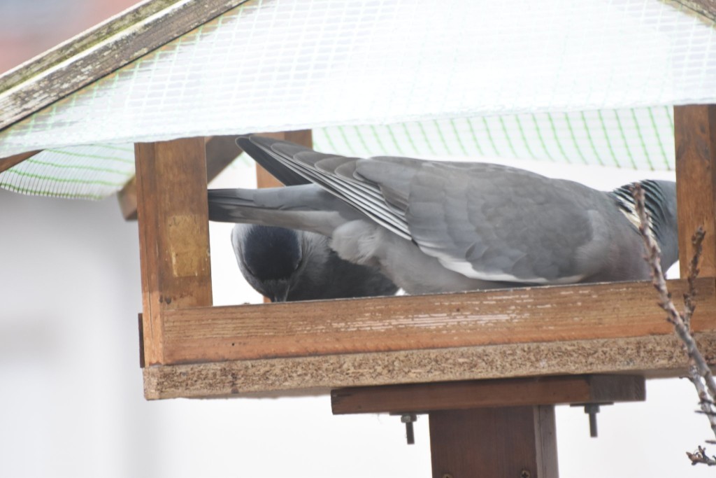 In diesem Jahr hatte ich mehr &quot;Großabnehmer&quot; als früher. Allerdings habe ich heute morgen das erste Mal beide Arten Seite an Seite friedlich speisen sehen. Sie ergänzen sich eigentlich prima, da die Dohlen das Fettfutter und die Ringeltauben das Körnerfutter bevorzugen. Die Dohlen kommen auch schon mal zu viert, sind aber sehr vorsichtig und verschwinden aber sofort, wenn ich die Kamera auf sie richte. Für die Ringeltauben gibt's bei kaltem Wetter Hühnerfutter auf dem Boden des Balkons. Das entlastet die Futterhäuser dann etwas.