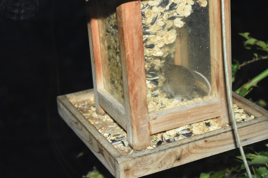 Die waren eigentlich nicht geplant! Im Futterhäuschen am Fenster meiner Mutter überraschte ich zuerst mittags eine Zwergmaus. Hatte gedacht, dass es die hier gar nicht mehr gibt.<br />In der Dunkelheit bedienten sich später Waldmäuse. Da die stärker sind, wurde der Zwerg dann nicht mehr gesichtet