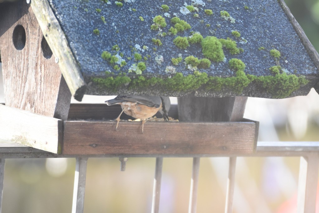 ... oder hier am kleinen Futterhaus kommen immer nur kurz vorbei. Sie picken etwas Fettfutter, schnappen sich dann zwei bis drei Sonnenblumenkerne, um sie zu verstecken oder an einem sicheren Ort zu verzehren.