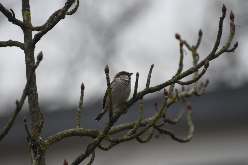 Insgesamt leider sehr selten: Der &quot;Allerweltsvogel&quot; Haussperling. Früher kamen sie zu Dutzenden, heut  nur hin und wieder bis zu vier Vögel