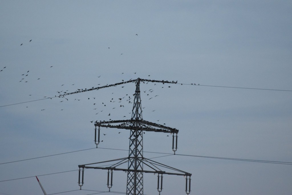 Zuerst versammeln sich die Stare auf umliegenden Hochspannungsmasten und -leitungen.