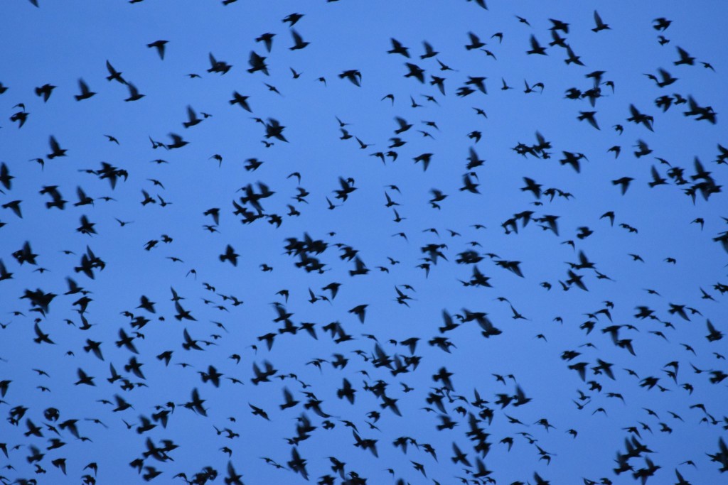 Blick in einen uns überfliegenden Starenschwarm. Neben dem Gezwitscher der Stare ist deutlich das Rauschen ihrer Flügel zu hören.