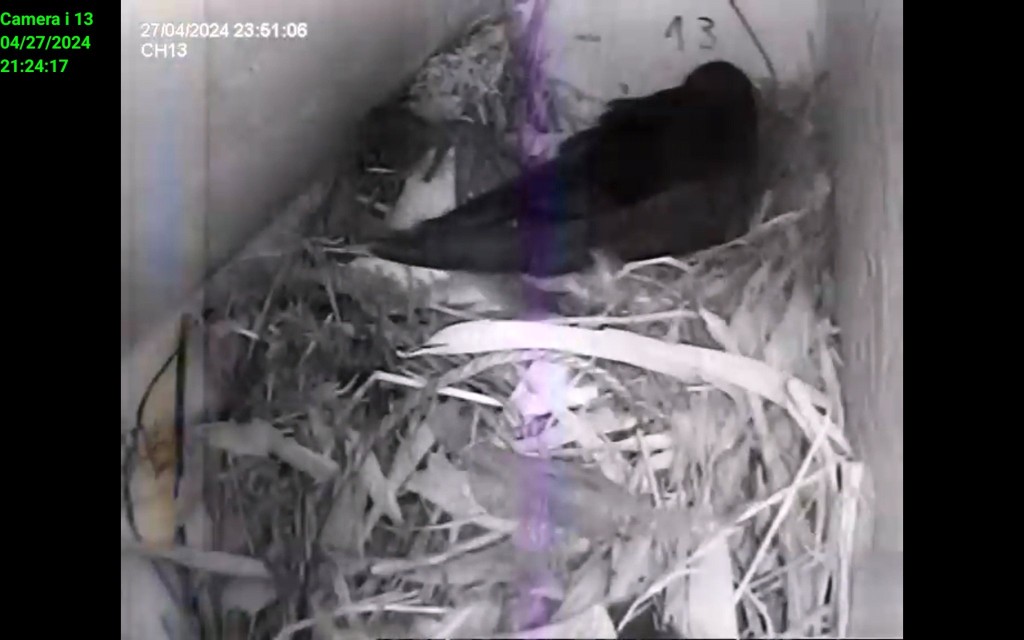 Erster Segler 2024 in Lüneburg