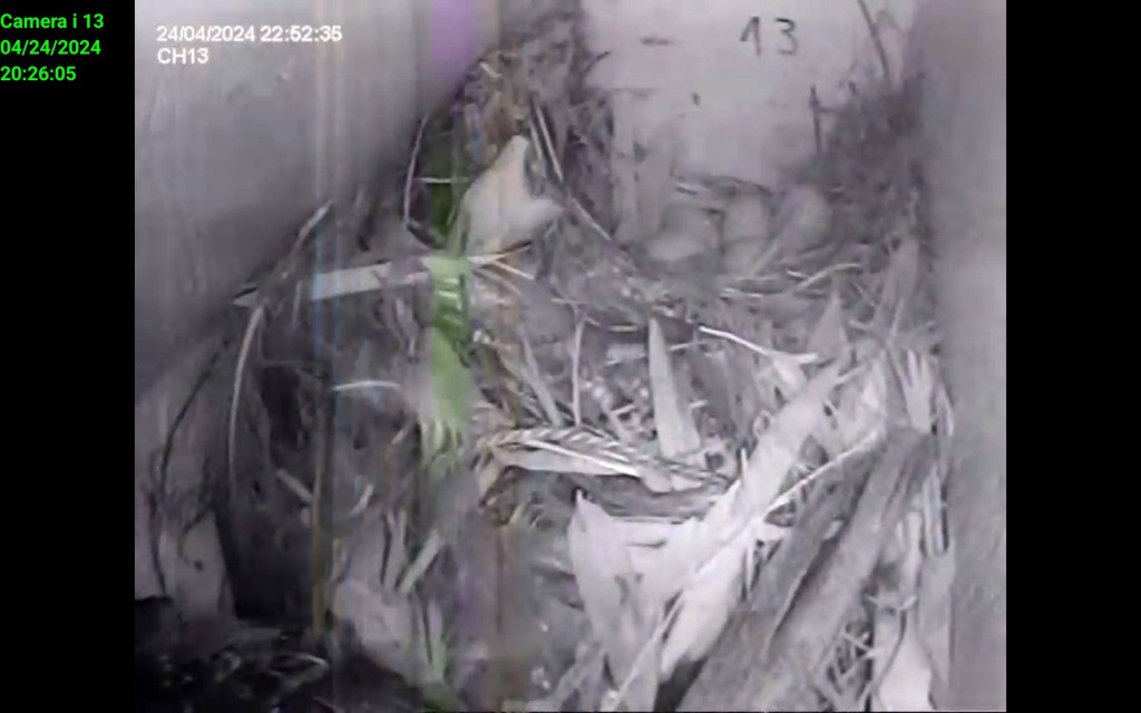 Screenshot_20240424_202605_IP Cam Viewer Lite.jpg