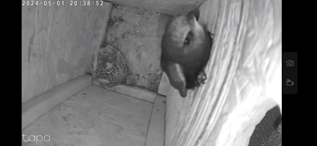 Der Segler an der Innenwand des &quot;Starenkastens&quot;. Unten links ist sein Nest zu erkennen, das einzige in meiner Kolonie, das die Segler komplett ohne Unterstützung gebaut haben.