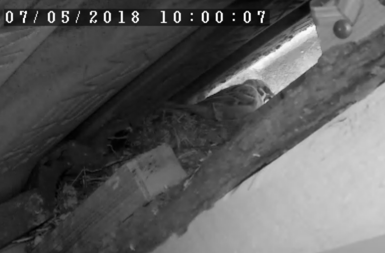 Spatz im Nest.PNG