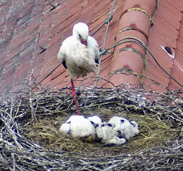 Mama Storch beherrscht Yoga