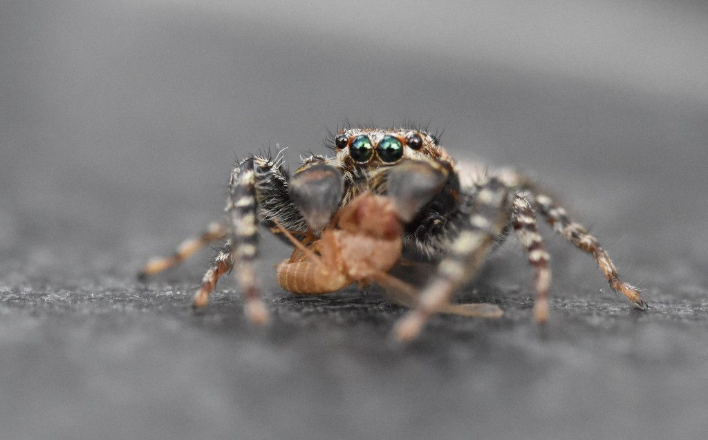 mit frisch erbeuteter Obstfliege erkennt man, wie klein sie wirklich ist. ca 7 mm. in ihren Augen spiegelt sich zwar nicht die ganze Welt, aber dafür der Fotograf.