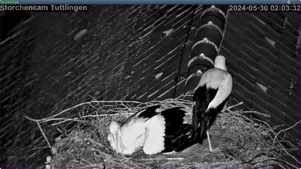 Störche-TUT_Vater-sitzt-nachts-auf-Nest_2024-05-30 02Uhr03.png