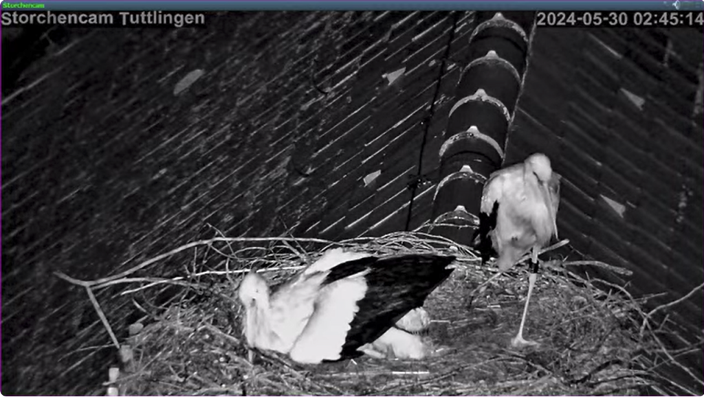 Störche-TUT_Vater-sitzt-nachts-auf-Nest_2024-05-30 02Uhr45.png