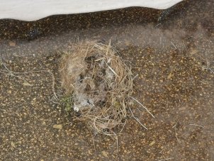 IMG_20240603_Nest.jpg