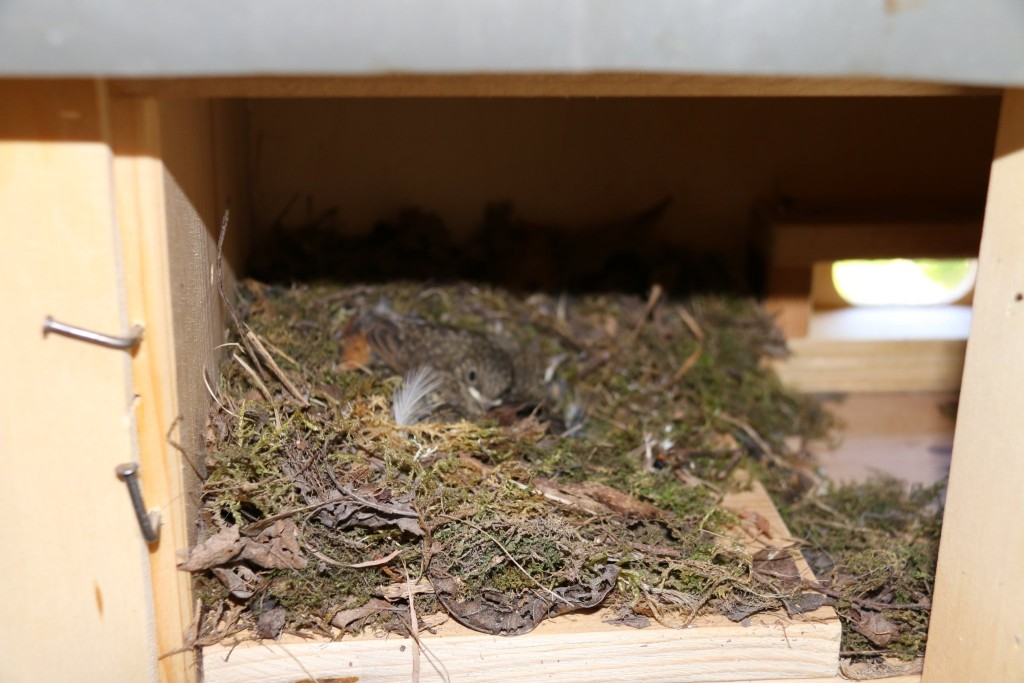 Junge Gartenrotschwänzchen im Mauerseglerkasten