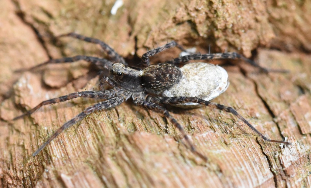 Wie schon bei der Springspinne für uns ungewohnt: die Lage des hinteren großen Augenpaares