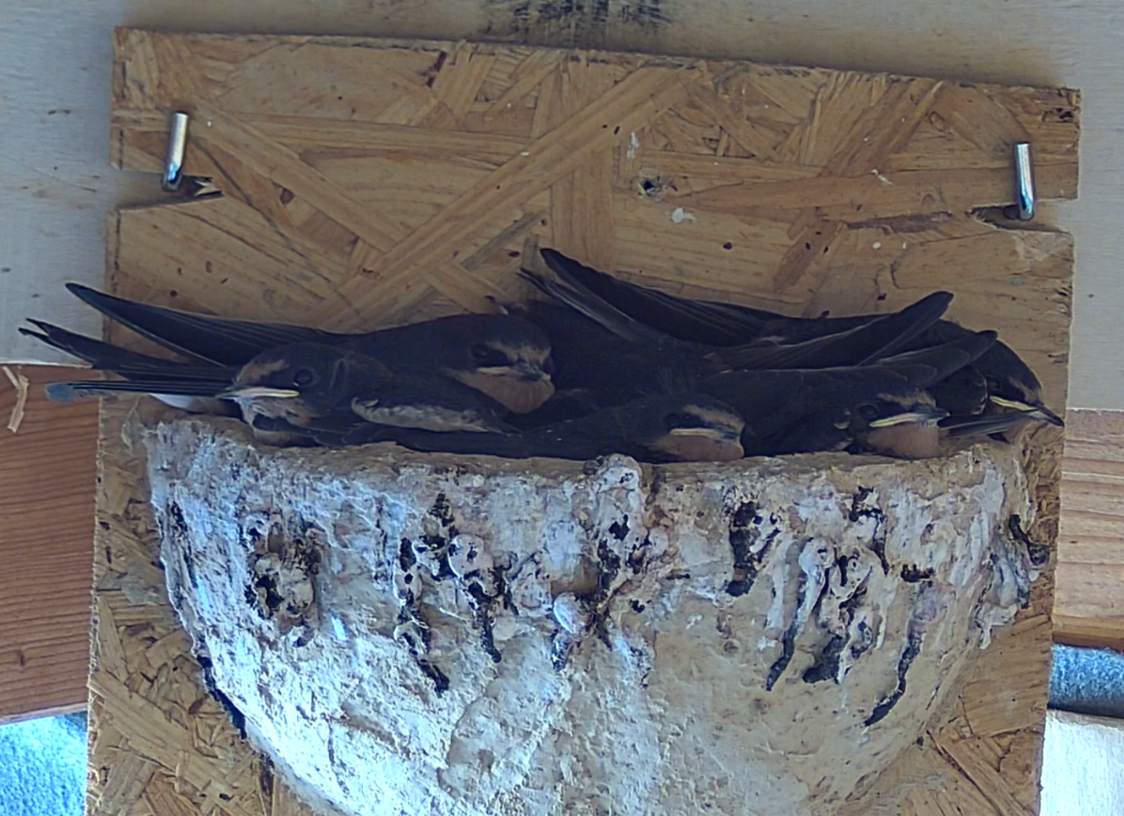 Momentan sind alle wieder im Nest.
