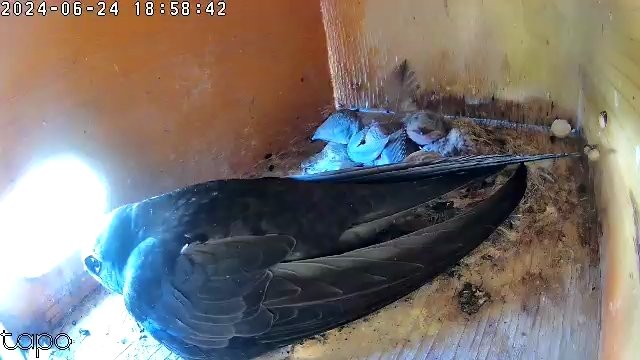 Freie Sicht auf das Nest