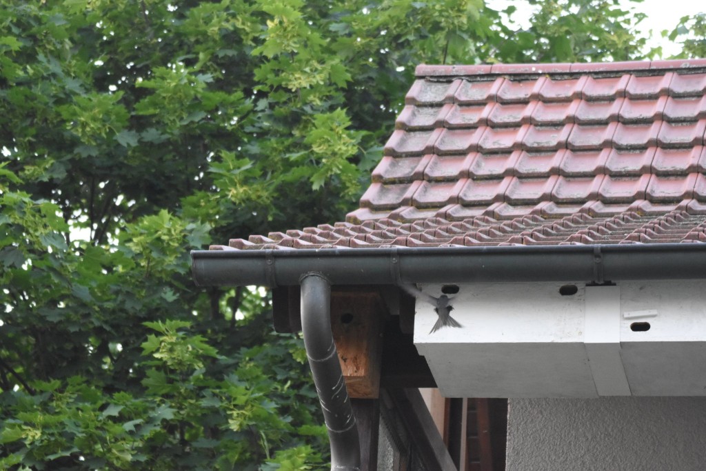 Der Lage nach sollte ich ihn als Balkonkasten NR. 16 bezeichnen. Balkonkasten 15 hat gerade einen Sucheranflug.