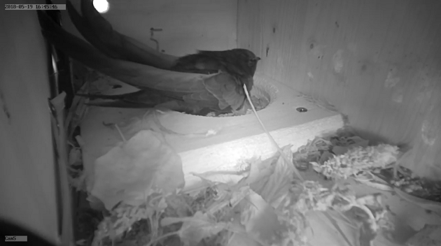 Segler im Kasten.PNG